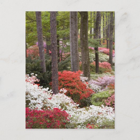 VS, Georgia, Pine Mountain. Een bos van Briefkaart (Voorkant)