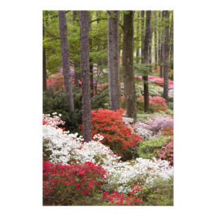 VS, Georgia, Pine Mountain. Een bos van Foto Afdruk