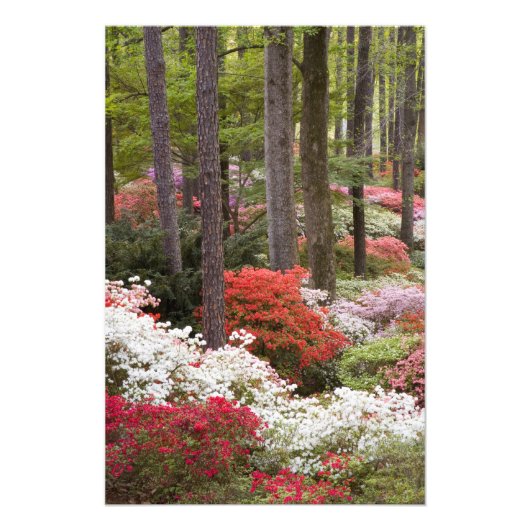 VS, Georgia, Pine Mountain. Een bos van Foto Afdruk (Voorkant)
