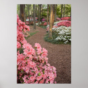 VS, Georgia, Pine Mountain. Een pad door Poster