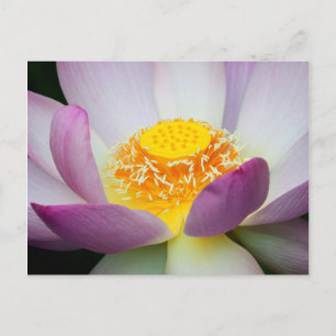 VS, Georgia, Savannah, Close-up van een lotus 2 Briefkaart