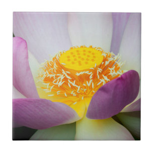 VS, Georgia, Savannah, Close-up van een lotus 2 Tegeltje