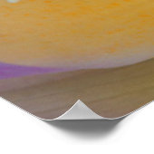 VS, Georgia, Savannah, Close-up van een lotus Poster (Hoek)