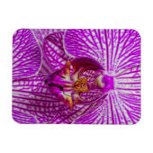 VS, Georgia, Savannah, Close-up van orchidee Magneet (Horizontaal)