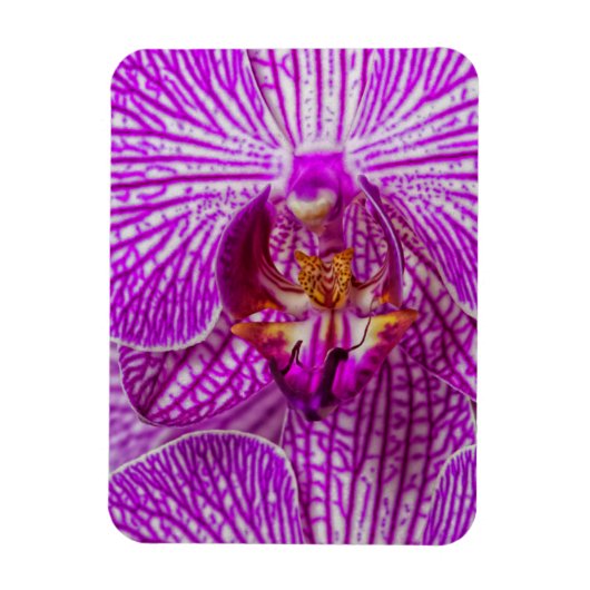 VS, Georgia, Savannah, Close-up van orchidee Magneet (Verticaal)