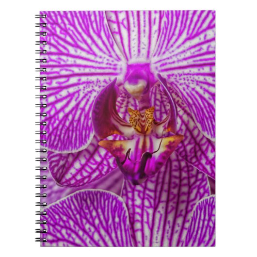 VS, Georgia, Savannah, Close-up van orchidee Notitieboek (Voorkant)
