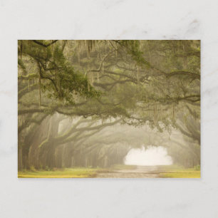 VS, Georgia, Savannah, Een met eiken omzoomde opri Briefkaart