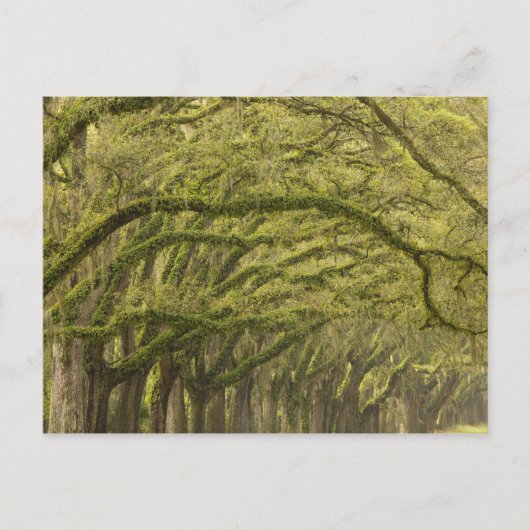 VS; Georgia; Savannah. Eikenbomen met Briefkaart (Voorkant)