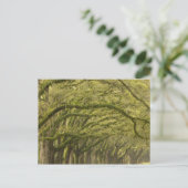 VS; Georgia; Savannah. Eikenbomen met Briefkaart (Staand voorkant)