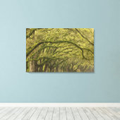 VS; Georgia; Savannah. Eikenbomen met Canvas Afdruk (Insitu (Houten vloer))