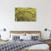 VS; Georgia; Savannah. Eikenbomen met Canvas Afdruk (Insitu (Slaapkamer))