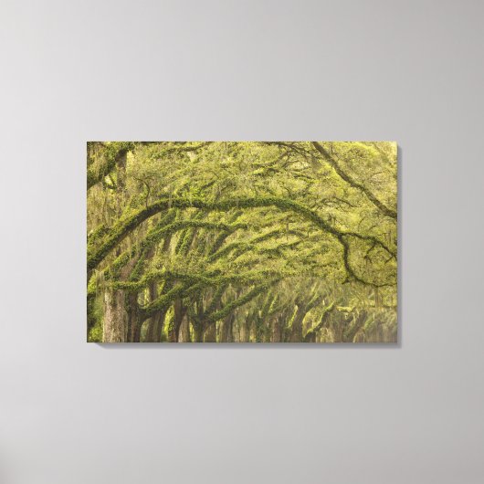 VS; Georgia; Savannah. Eikenbomen met Canvas Afdruk (Voorkant)
