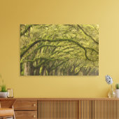 VS; Georgia; Savannah. Eikenbomen met Canvas Afdruk (Insitu (Woonkamer))
