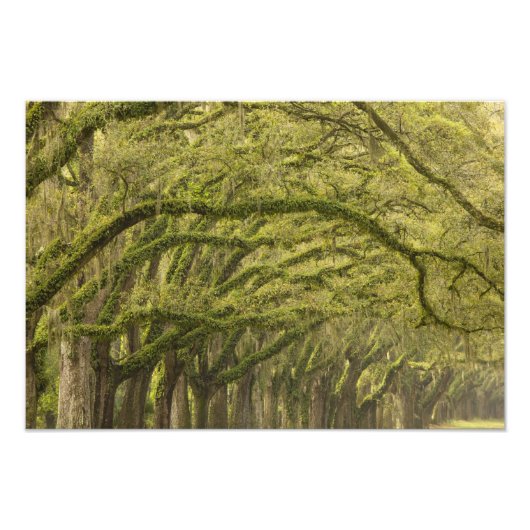 VS; Georgia; Savannah. Eikenbomen met Foto Afdruk (Voorkant)