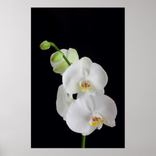 VS, Georgia, Savannah, Groep Orchideeën Poster