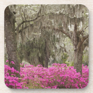 VS, Georgia, Savannah, Lente aan Historic Onderzetter
