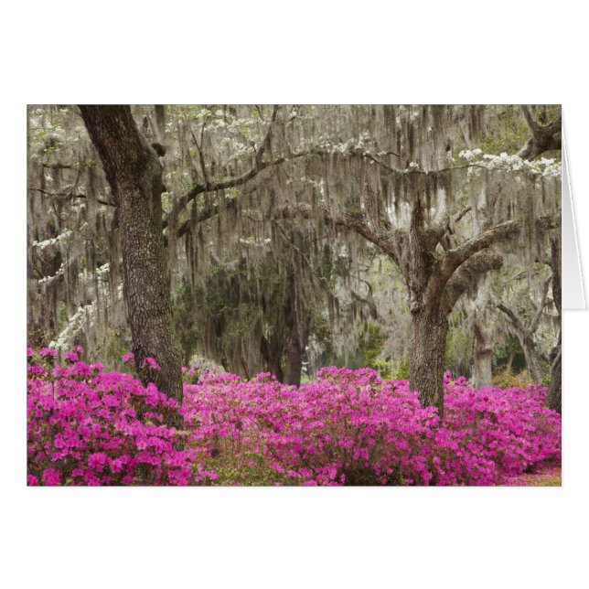 VS, Georgia, Savannah, Lente bij Historic (Voorkant Horizontaal)