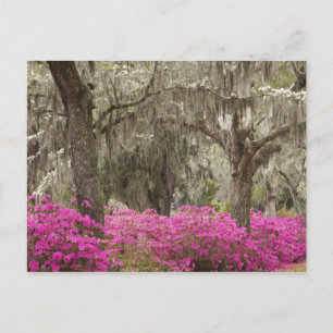 VS, Georgia, Savannah, Lente bij Historic Briefkaart
