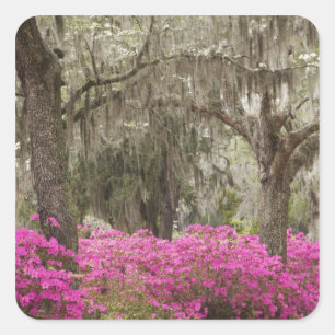 VS, Georgia, Savannah, Lente bij Historic Vierkante Sticker