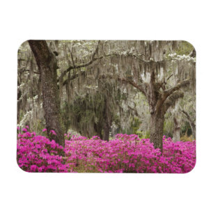 VS, Georgia, Savannah, Lente bij Historisch Magneet
