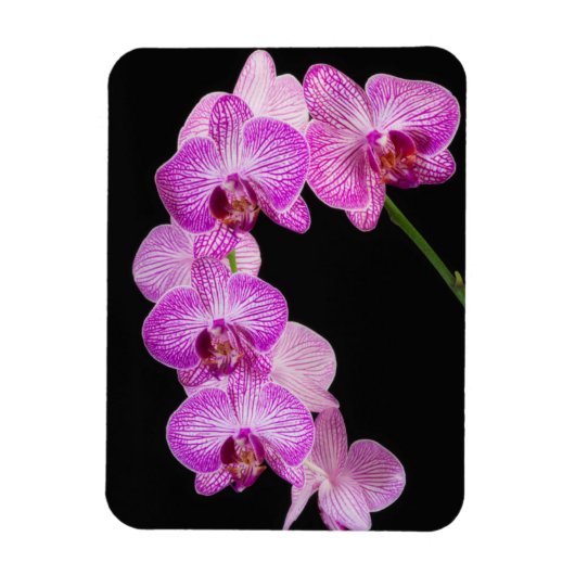 VS, Georgia, Savannah, Orchideeëncluster 2 Magneet (Verticaal)
