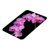 VS, Georgia, Savannah, Orchideeëncluster 2 Magneet (Linkerzijde)