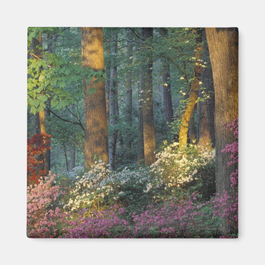 VS, Georgië, Callaway Gardens, Azalea woud. Magneet (Voorkant)