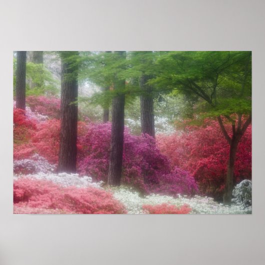 VS; Georgië; Pijnberg. Azaleas op Poster (Voorkant)