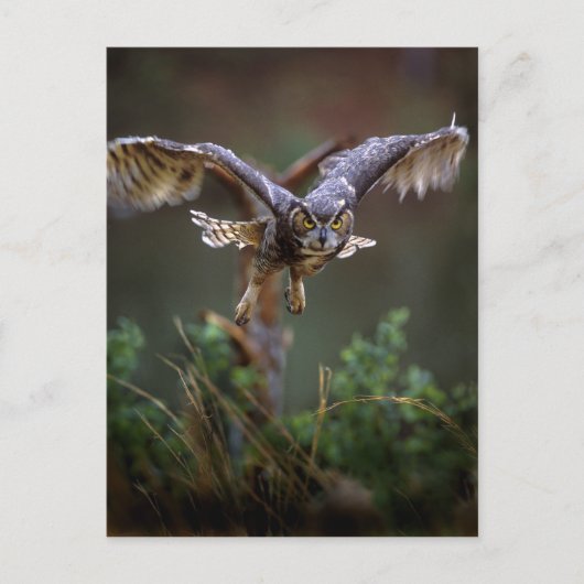 VS, Georgië, Pine Mountain, Callaway Gardens. Briefkaart (Voorkant)