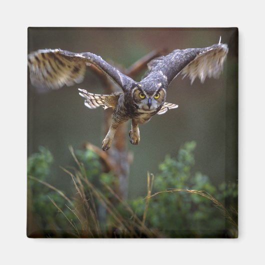 VS, Georgië, Pine Mountain, Callaway Gardens. Magneet (Voorkant)