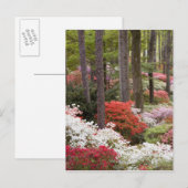 VS, Georgië, Pine Mountain. Een bos van Briefkaart (Voorkant / Achterkant)