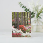 VS, Georgië, Pine Mountain. Een bos van Briefkaart (Staand voorkant)