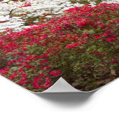 VS, Georgië, Pine Mountain. Een bos van Poster (Hoek)