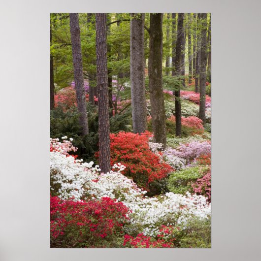 VS, Georgië, Pine Mountain. Een bos van Poster (Voorkant)