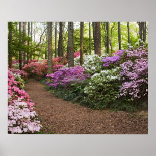 VS, Georgië, Pine Mountain. Een traject door Poster