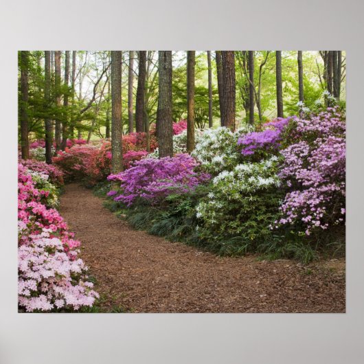 VS, Georgië, Pine Mountain. Een traject door Poster (Voorkant)