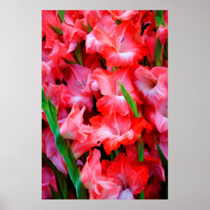 VS, Georgië, Savannah, Bouquet van Gladiolus Poster