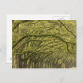 VS; Georgië; Savannah. eikenbomen met Briefkaart (Voorkant / Achterkant)