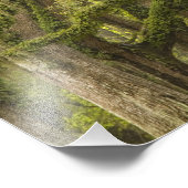 VS; Georgië; Savannah. eikenbomen met Foto Afdruk (Hoek)