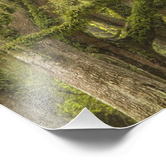 VS; Georgië; Savannah. eikenbomen met Foto Afdruk (Hoek)