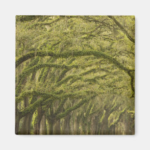 VS; Georgië; Savannah. eikenbomen met Magneet