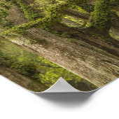 VS; Georgië; Savannah. eikenbomen met Poster (Hoek)