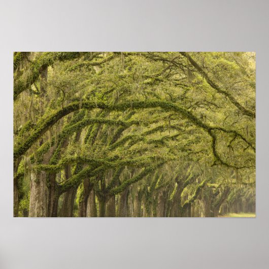 VS; Georgië; Savannah. eikenbomen met Poster (Voorkant)