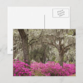 VS, Georgië, Savannah, lente in het verleden Briefkaart (Voorkant / Achterkant)