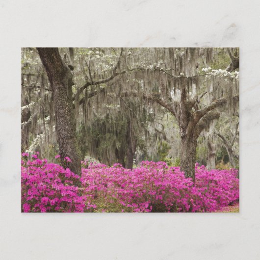 VS, Georgië, Savannah, lente in het verleden Briefkaart (Voorkant)