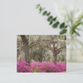 VS, Georgië, Savannah, lente in het verleden Briefkaart (Staand voorkant)