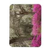 VS, Georgië, Savannah, lente in het verleden Magneet (Verticaal)