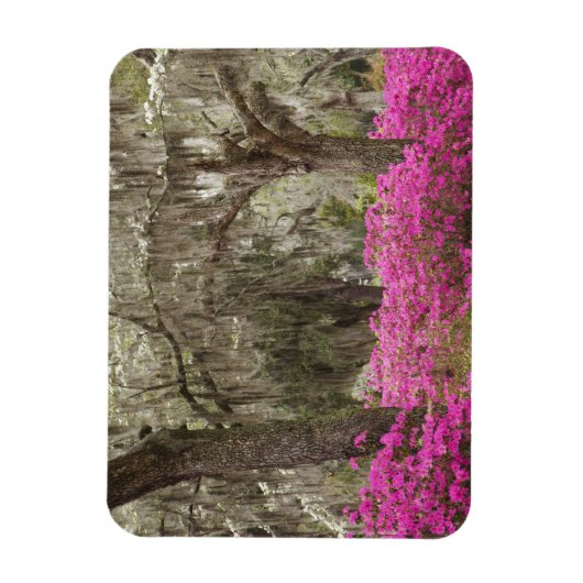 VS, Georgië, Savannah, lente in het verleden Magneet (Verticaal)