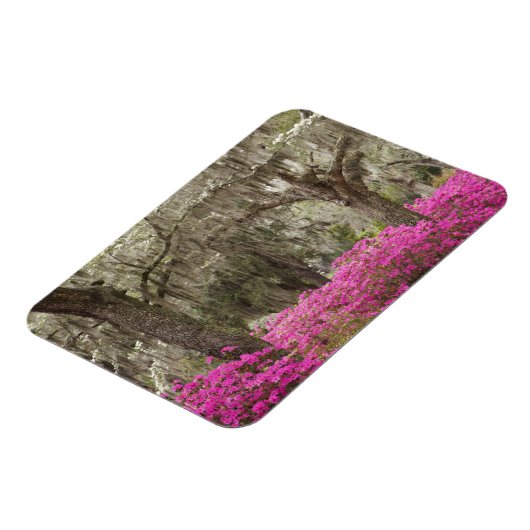 VS, Georgië, Savannah, lente in het verleden Magneet (Linkerzijde)