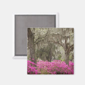 VS, Georgië, Savannah, lente in het verleden Magneet (Voorkant / Achterkant)